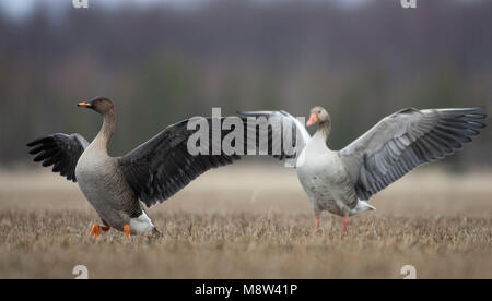 Taigarietgans, Taiga Bean Goose Stockfoto