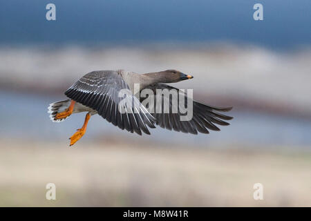 In Taigarietgans vlucht, Taiga Bean Goose im Flug Stockfoto