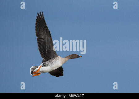 In Taigarietgans vlucht, Taiga Bean Goose im Flug Stockfoto