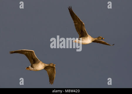 In Taigarietgans vlucht, Taiga Bean Goose im Flug Stockfoto