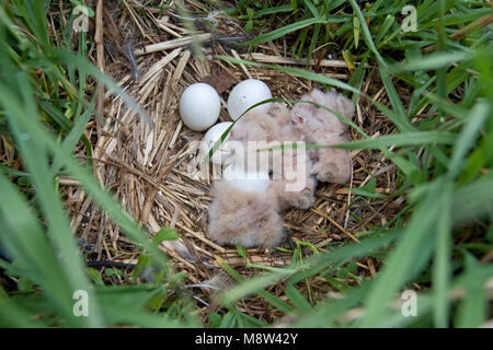 Velduil jongen in Nest; Sumpfohreule Küken in Nest Stockfoto