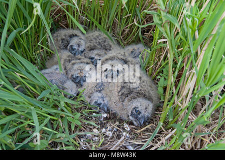 Velduil jongen in Nest; Sumpfohreule Küken in Nest Stockfoto