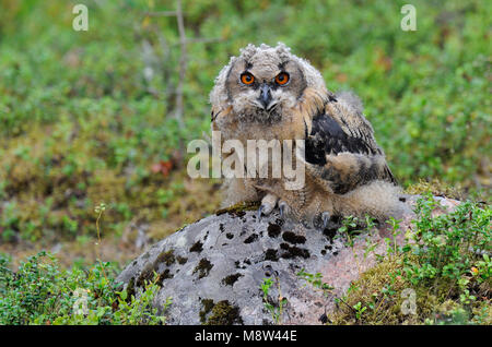 Jonge Oehoe, Eurasischen Eagle-Owl Jugendlicher Stockfoto