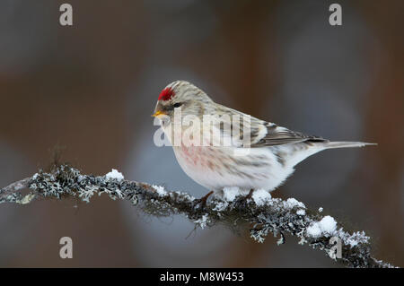 Arktis Redpoll Witstuitbarmsijs; Stockfoto