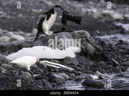 Zuidpoolkip sterben een Kamera uit het water Haalt; Snowy Sheathbill, dass eine Kamera aus dem Wasser zieht Stockfoto