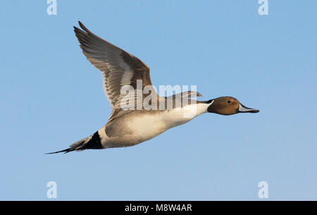 In vlucht Mannetje Pijlstaart, Nördliche Pintail männlichen Erwachsenen im Flug Stockfoto