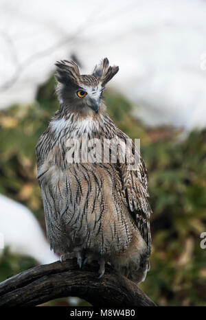 Oehoe, Eurasischen Eagle-Owl Stockfoto