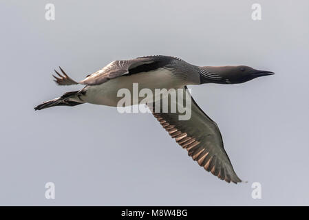 Parelduiker in de Vlucht; Schwarz-throated Loon im Flug Stockfoto