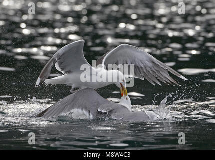 Grote Mantelmeeuw, größere Black-backed Gull, Larus marinus Stockfoto