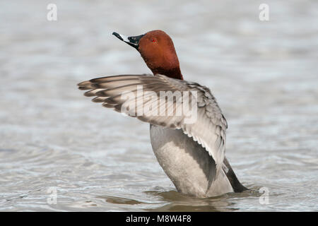 Tafeleend, gemeinsame Pochard, Aythya ferina Stockfoto