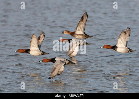 Tafeleend, gemeinsame Pochard, Aythya ferina Stockfoto