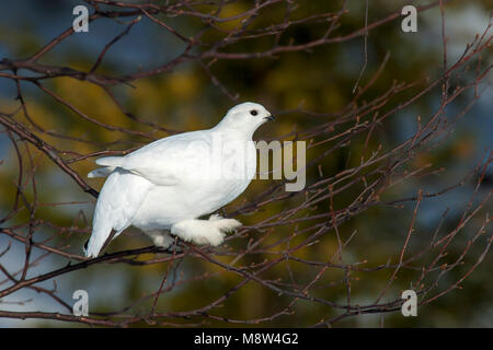 Mannetje Moerassneeuwhoen, Willow ptarmigan Männlich Stockfoto