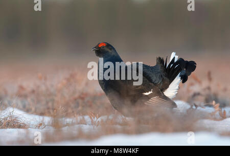 Mannetje Korhoen; Männliche Birkhuhn Stockfoto