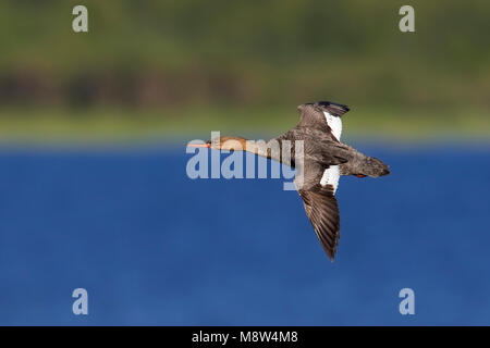 Middelste Zaagbek in Vlucht, Red-breasted Merganser im Flug Stockfoto