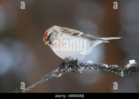 Witstuitbarmsijs Redpoll, Arktis, Carduelis hornemanni Stockfoto