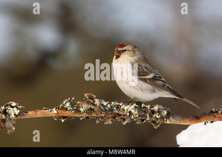 Witstuitbarmsijs Redpoll, Arktis, Carduelis hornemanni Stockfoto