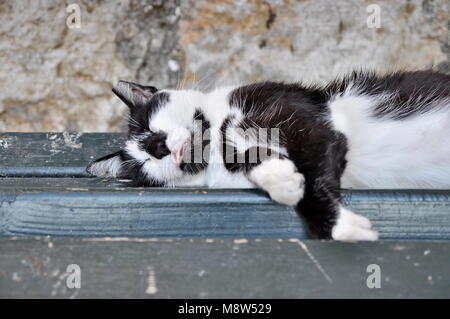 Straßenkatze, die auf einer Bank liegend Stockfoto