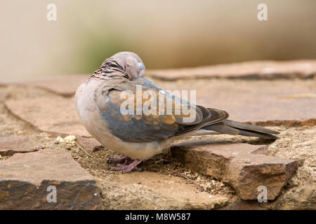 Palmtortel, Lachen Taube, Streptopelia senegalensis Stockfoto