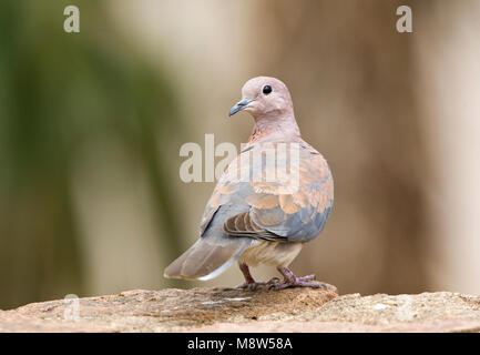 Palmtortel, Lachen Taube, Streptopelia senegalensis Stockfoto