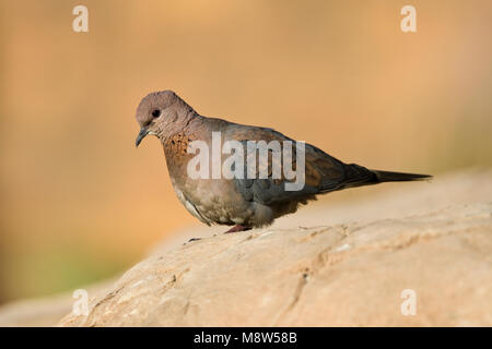 Palmtortel, Lachen Taube, Streptopelia senegalensis Stockfoto