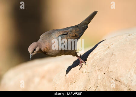 Palmtortel, Lachen Taube, Streptopelia senegalensis Stockfoto