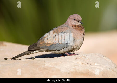 Palmtortel, Lachen Taube, Streptopelia senegalensis Stockfoto