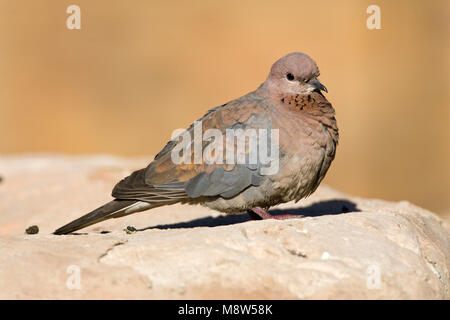 Palmtortel, Lachen Taube, Streptopelia senegalensis Stockfoto