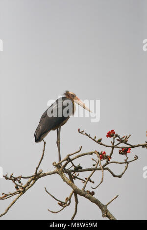 Javaanse Maraboe im Boom; Sundamarabus thront in einem Baum Stockfoto