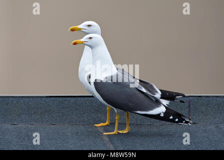 Kleine Mantelmeeuw in de stad; Weniger schwarz - Möwe in der Stadt gesichert Stockfoto