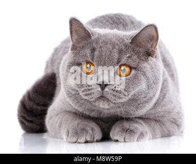 Porträt große graue Katze British gerade mit gelben Augen, die auf einem weißen Hintergrund liegt Stockfoto