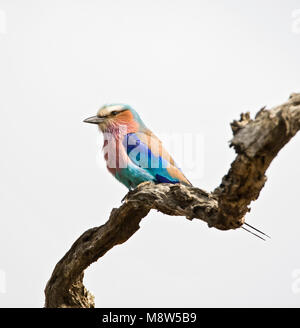 Vorkstaartscharrelaar, Lilac-breasted Roller, Coracias caudatus Stockfoto