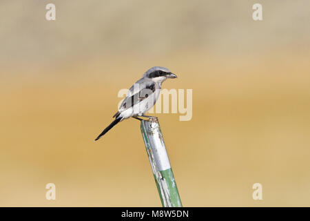 Amerikaanse Klapekster zittend; Unechte Shrike gehockt Stockfoto