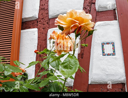 Lachsfarbene Climbing Roses gegen das Fachwerkhaus an der Wand Stockfoto