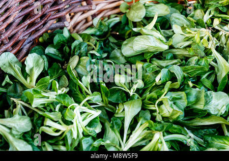 Lämmer Salat (Valerianella locusta) im Weidenkorb Stockfoto