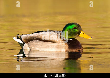 Zwemmend mannetje Wilde Eend; Schwimmen männliche Stockente Stockfoto