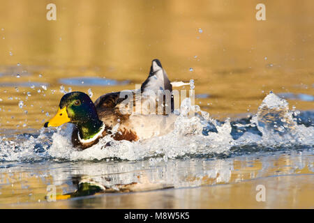 Zwemmend mannetje Wilde Eend; Schwimmen männliche Stockente Stockfoto