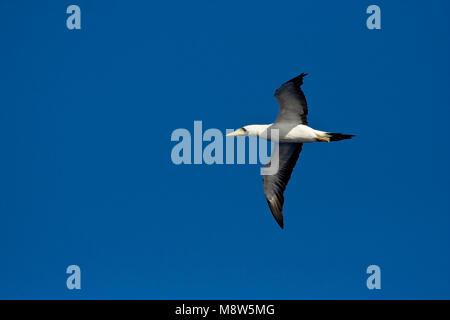 In Maskergent vlucht; Masked booby im Flug Stockfoto