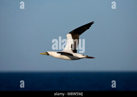 In Maskergent vlucht; Masked booby im Flug Stockfoto