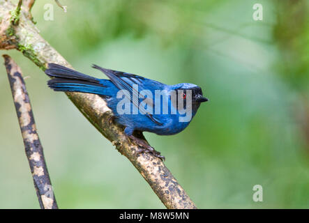 Maskierte Flowerpiercer Mascurberghoningkruiper; Stockfoto