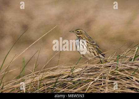 Wierde in helmgras, Wiesenpieper in Marram Gras Stockfoto