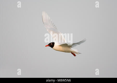 Mediterranean Gull nach Fliegen; Zwartkopmeeuw volwassen Vliegend Stockfoto