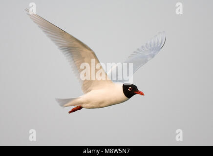 Mediterranean Gull nach Fliegen; Zwartkopmeeuw volwassen Vliegend Stockfoto