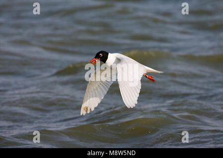 Mediterranean Gull nach Fütterung auf Wasseroberfläche; Zwartkopmeeuw fouragerend volwassen op het wateroppervlak Stockfoto