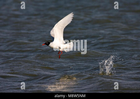 Mediterranean Gull nach Fütterung auf Wasseroberfläche; Zwartkopmeeuw fouragerend volwassen op het wateroppervlak Stockfoto