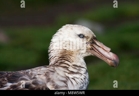 Noordelijke Reuzenstormvogel portret; Hall's Giant Petrel close-up Stockfoto