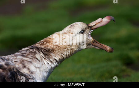 Noordelijke Reuzenstormvogel portret; Hall's Giant Petrel close-up Stockfoto