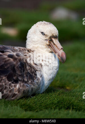 Noordelijke Reuzenstormvogel portret; Hall's Giant Petrel close-up Stockfoto