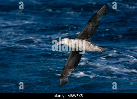 Noordelijke Reuzenstormvogel vliegend; Hall's Giant Petrel fliegen Stockfoto