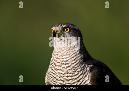 Havik close-up; Northern Goshawk Nahaufnahme Stockfoto