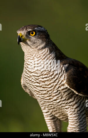 Havik close-up; Northern Goshawk Nahaufnahme Stockfoto